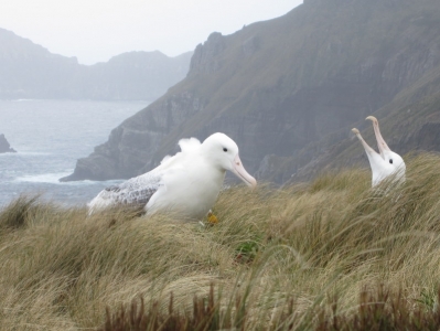 2012 Campbell Island DX Expedition