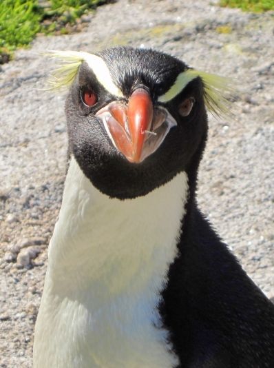 2012 Auckland Islands Yellow-Eyed Penguin Count